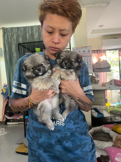 ปอมปอม รูปที่ 8