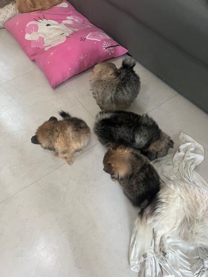 ปอมปอม รูปที่ 4