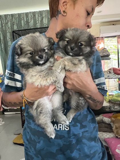 ปอมปอม รูปที่ 9