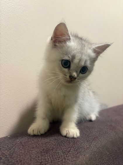 สก็อตติช โฟลด์ (Scottish Fold) น้องสก็อตติส เพศผู้