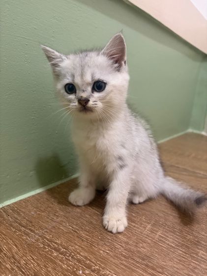 น้องสก็อตติส เพศผู้ รูปที่ 3