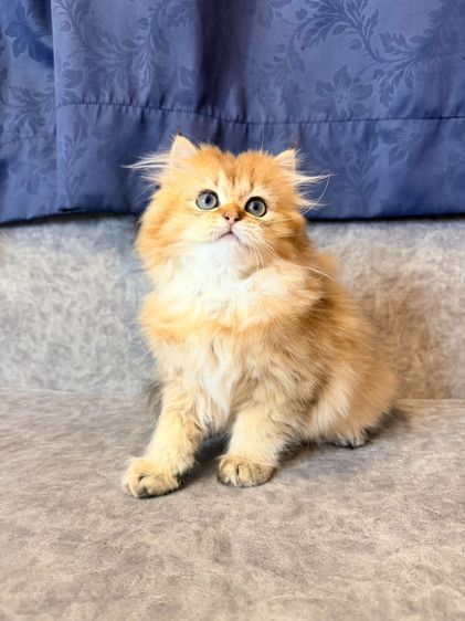 British Longhair รูปที่ 6