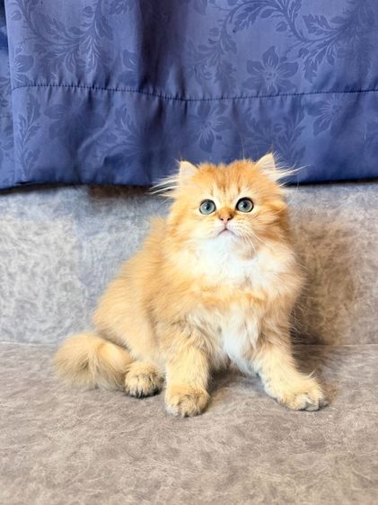 British Longhair รูปที่ 4