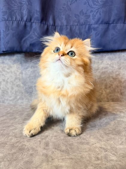 British Longhair รูปที่ 11