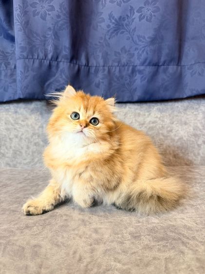 British Longhair รูปที่ 2