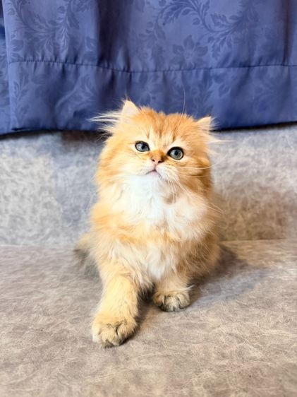 British Longhair รูปที่ 9