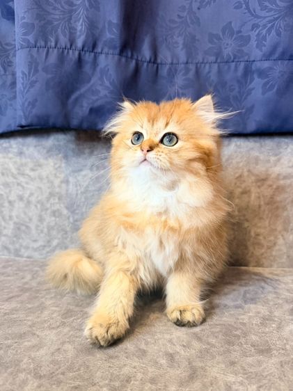 British Longhair รูปที่ 7