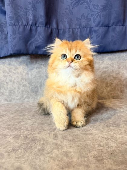 British Longhair รูปที่ 8