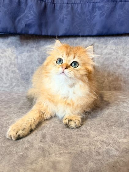 British Longhair รูปที่ 10