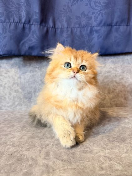 British Longhair รูปที่ 12