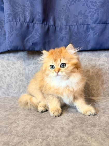 British Longhair รูปที่ 3