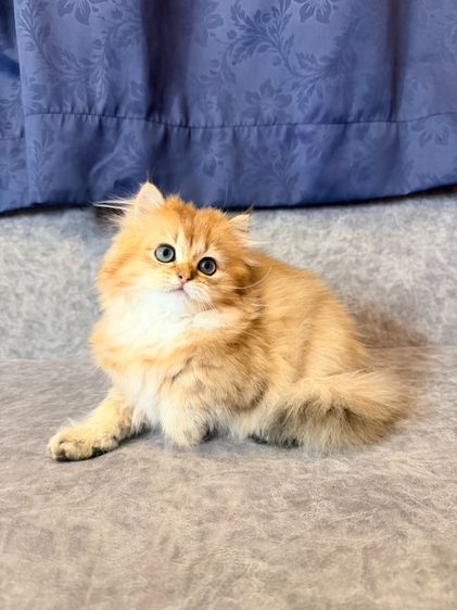 British Longhair รูปที่ 5