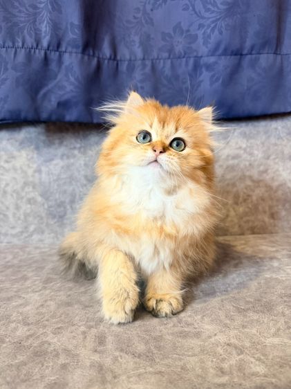 British Longhair รูปที่ 13