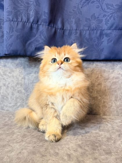 British Longhair