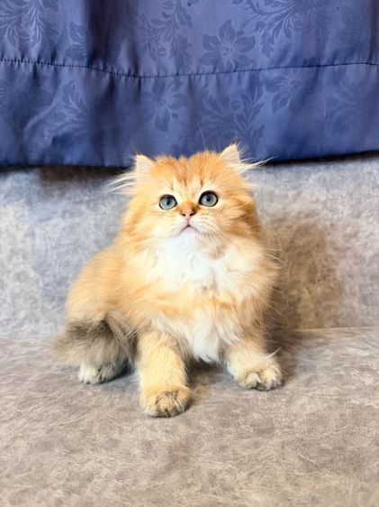 British Longhair รูปที่ 14