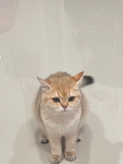 สก็อตติช รูปที่ 3