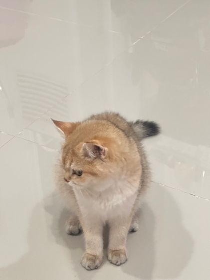 สก็อตติช รูปที่ 5