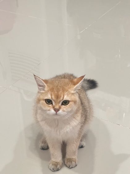 สก็อตติช รูปที่ 7