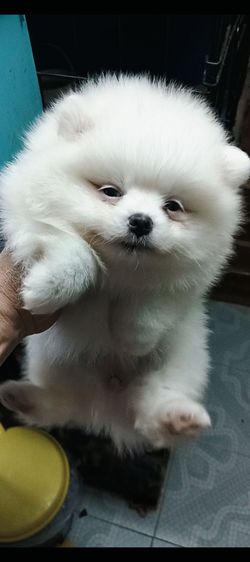 สาวน้อย สีขาวสำลี รูปที่ 3