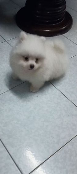 สาวน้อย สีขาวสำลี รูปที่ 6