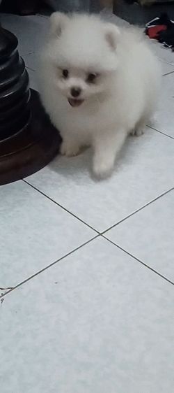 สาวน้อย สีขาวสำลี รูปที่ 7