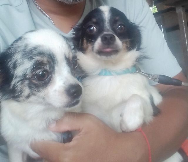 ชิวาว่า รูปที่ 2