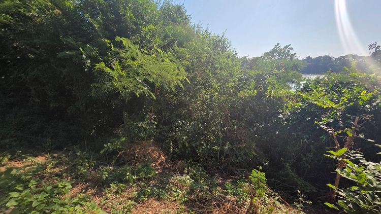 ขายด่วนที่ดินติดแม่น้ำแม่กลอง ต.ท่าชุมพล โพธาราม ราชบุรี พร้อมที่งอกริมน้ำ 1 ไร่ รูปที่ 4