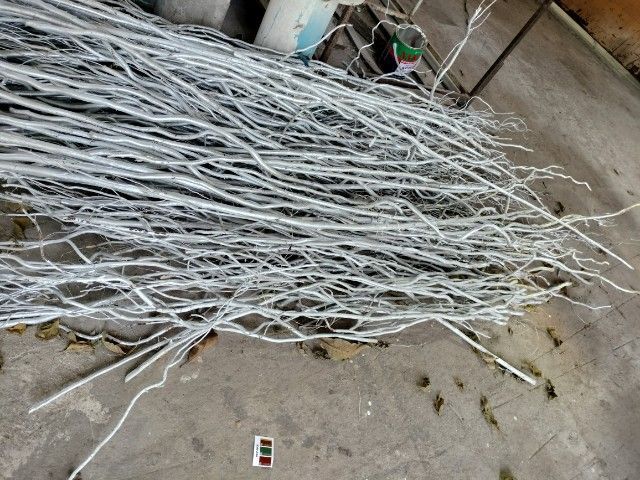 กิ่งซาลิคแห้งสีเงินคละความสูง 1.20-1.70 รูปที่ 3