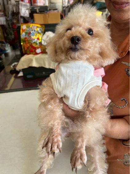 แม่พันธ์ุ พุดเดิ้ล์ทอยแท้ รูปที่ 4