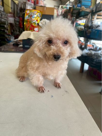 แม่พันธ์ุ พุดเดิ้ล์ทอยแท้ รูปที่ 2