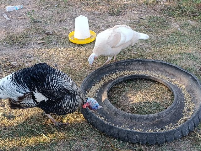ไก่งวงพ่อแม่พันธุ์พร้อมไข่ รูปที่ 3
