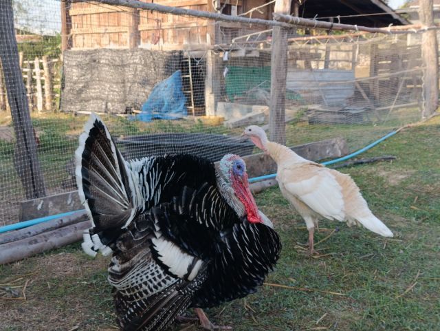 ไก่งวงพ่อแม่พันธุ์พร้อมไข่