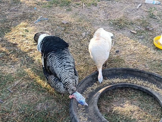 ไก่งวงพ่อแม่พันธุ์พร้อมไข่ รูปที่ 5