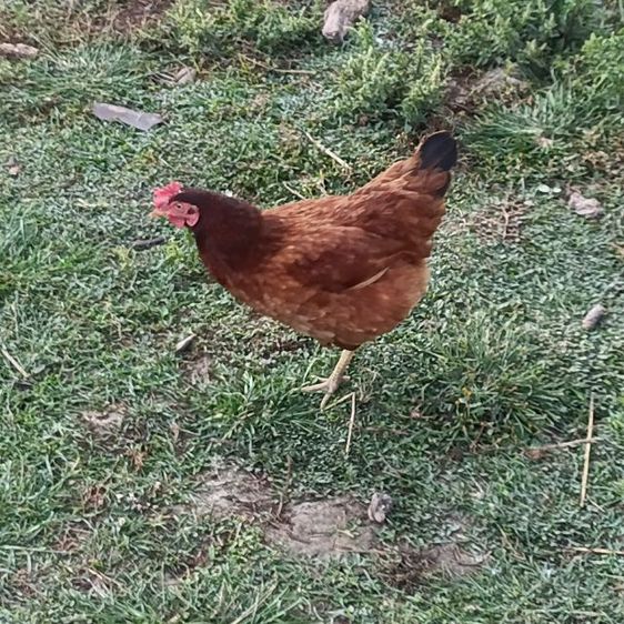 ไก่ไข่โร๊ดแดง รูปที่ 3
