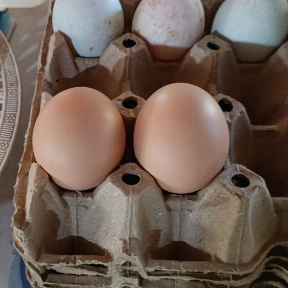 ไก่ไข่โร๊ดแดง รูปที่ 2