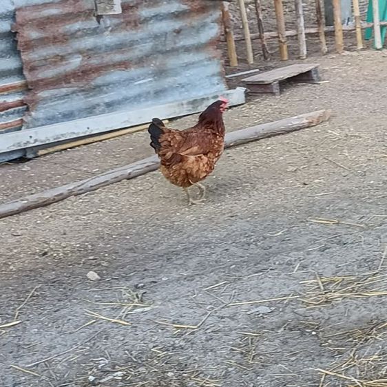 ไก่ไข่โร๊ดแดง
