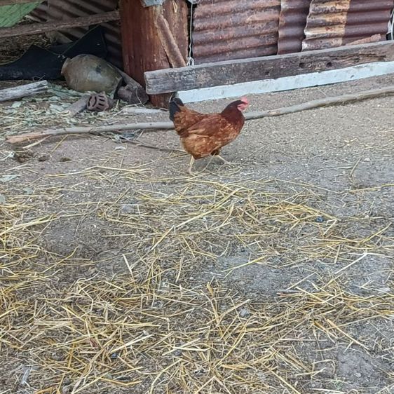ไก่ไข่โร๊ดแดง รูปที่ 4