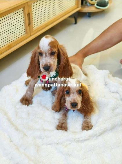 ราคาถูก หาบ้านใหม่