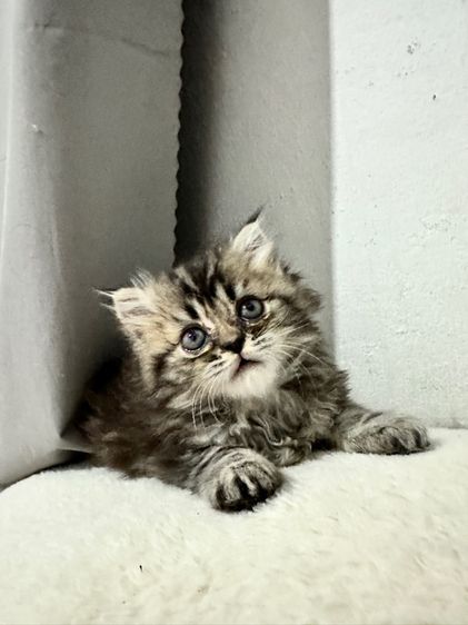 ลูกแมวเปอร์เซีย รูปที่ 5