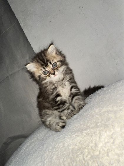 ลูกแม้วเปอร์เซีย รูปที่ 7