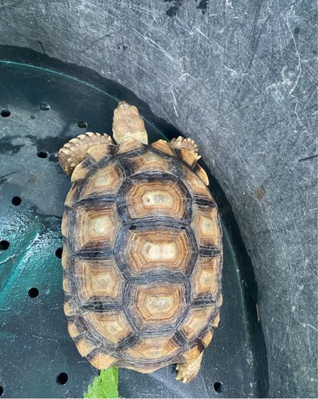 เต่า ซูคาต้า รูปที่ 2