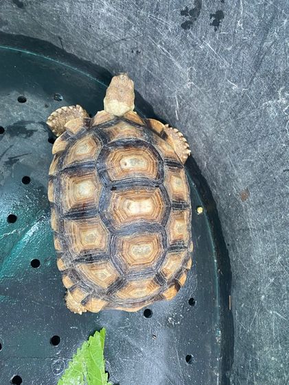 เต่า ซูคาต้า