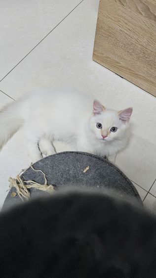 ด.ชขาสั้นตาฟ้า รูปที่ 2