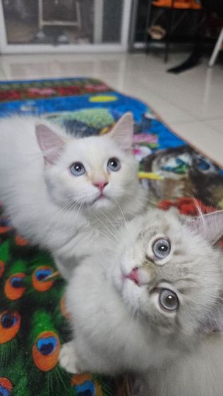 ด.ชขาสั้นตาฟ้า รูปที่ 7
