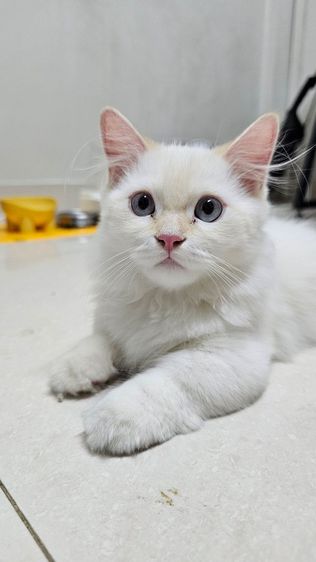 ด.ชขาสั้นตาฟ้า รูปที่ 4