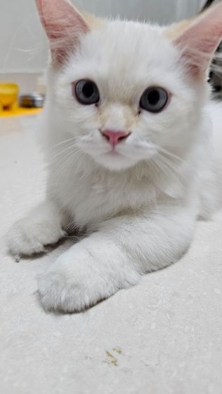 ด.ชขาสั้นตาฟ้า