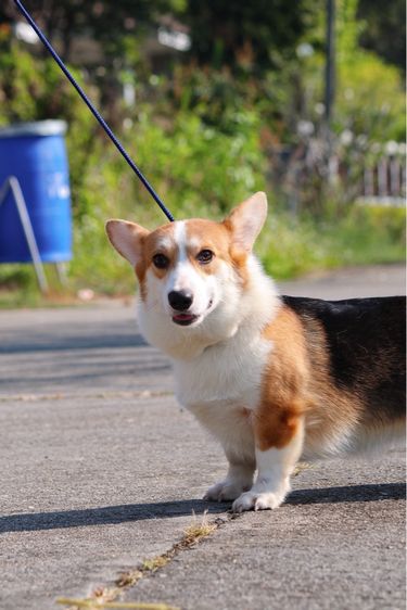 คอร์กี้เพศเมีย 10 เดือน มีใบเพ็ด  รูปที่ 6