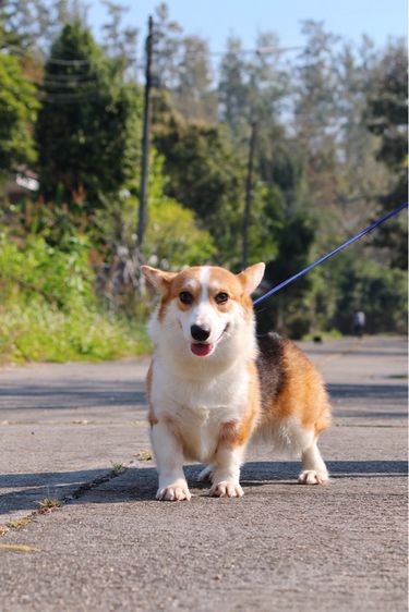 คอร์กี้ (Corgi) กลาง คอร์กี้เพศเมีย 10 เดือน มีใบเพ็ด 