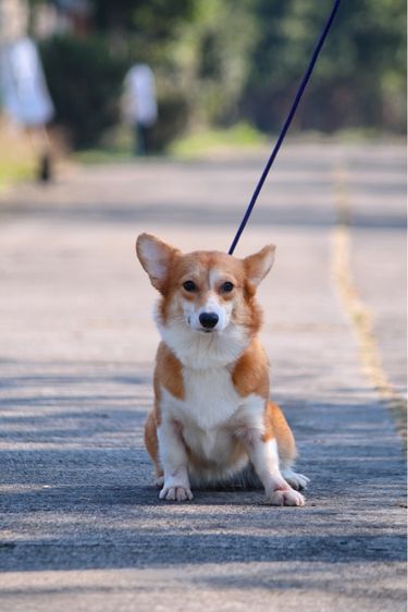 คอร์กี้ (Corgi) กลาง สุนัขคอร์กี้ เพศเมียอายุ 10 เดือน มีใบเพ็ดดีกรี 