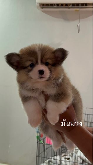 คอร์กี้ (Corgi) เล็ก ลูกสุนัขคอร์กี้เพศเมียทั้งสามตัว 